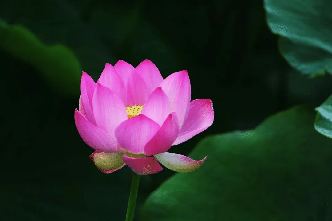 【戒香普熏】《优婆塞五戒威仪经》：戒聚成就，具足无量妙果！