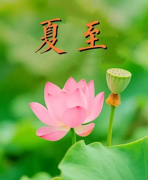 【彼岸花开】夏至劝念佛：夏至虔诚念佛陀，虎溪远祖种莲荷！