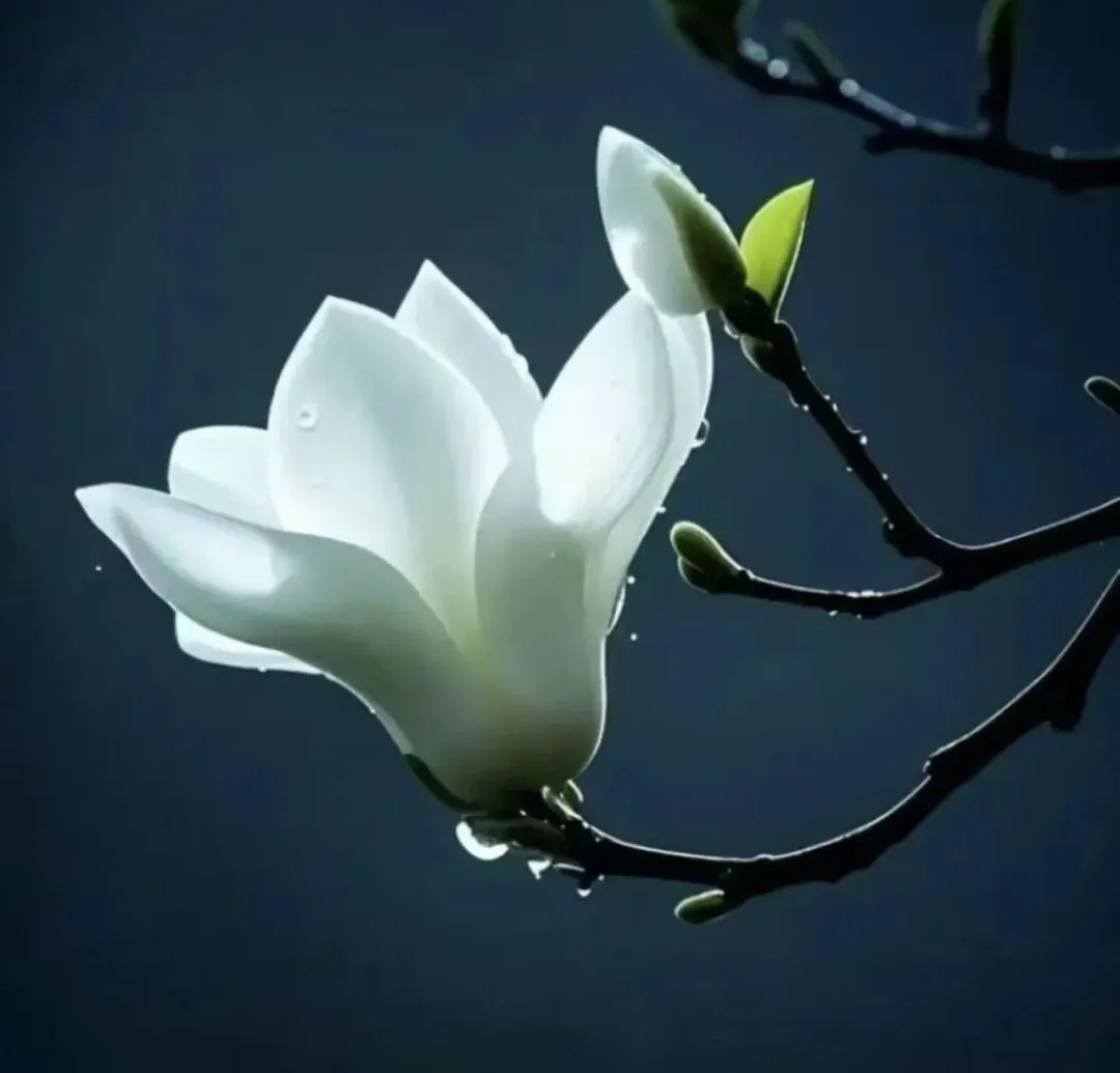 【戒香普熏】《大方等大集经》：菩萨成就八法 ，能护净戒！