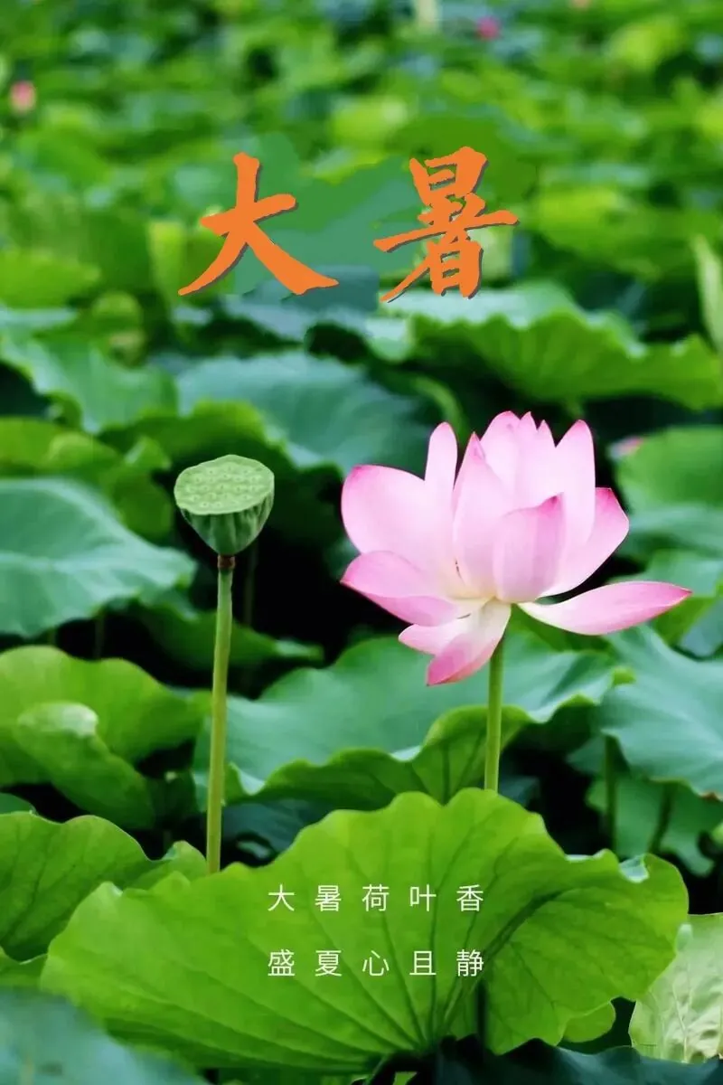【彼岸花开】大暑劝念佛：大暑流金似火攻，毫无暖气到心中！