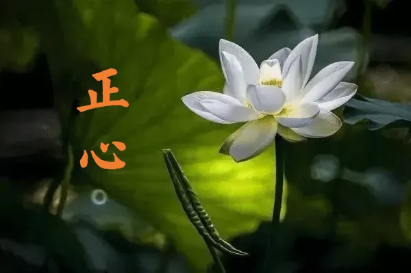 【人生嘉言】《禅林宝训》：学道之士，先正其心！