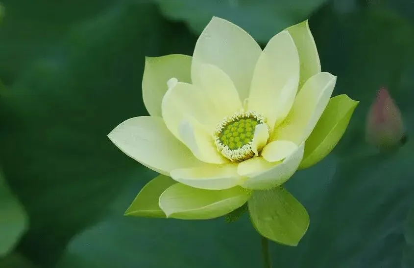 【人生嘉言】蕅益大师：岂有天生弥勒，自然释迦？