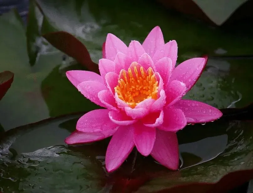 【彼岸花开】蕅益大师：念佛法门，深信力行为要！