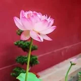 Featured image of post 【人生嘉言】\u00a0《禅林宝训》：格局开阔乃处事之道！