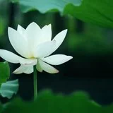 Featured image of post 【人生嘉言】格言联璧：安莫安于知足，危莫危于多言......