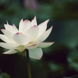Featured image of post 【人生嘉言】格言联璧：近处不能感动，未有能及远者！