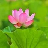 Featured image of post 【人生嘉言】《禅林宝训》：不以名荣，不为挫困！