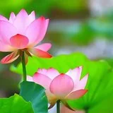 Featured image of post 【人生嘉言】《禅林宝训》：圣贤之学，非一日之具！