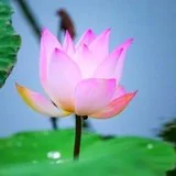 Featured image of post 【人生嘉言】《禅林宝训》：胸怀开阔，方能自利利他！