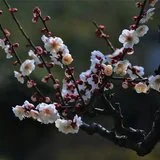 Featured image of post 【人生嘉言】《禅林宝训》：谨终如始，则无败事！