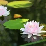 Featured image of post 【人生嘉言】蕅益大师：立身行己之道，志欲刚，气欲柔！