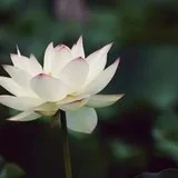 Featured image of post 【人生嘉言】虚云老和尚：明善恶，识因果！