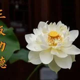 Featured image of post 【佛经故事】天子受皈，免堕猪身！（二）