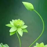 Featured image of post 【佛经故事】《法句譬喻经》：慈仁不杀，世世无患！
