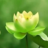 Featured image of post 【佛经语录】《华严经》：心住菩提集众福， 常不放逸植坚慧！