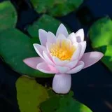 Featured image of post 【佛经语录】《华严经》：无我心调柔，能得如来道！
