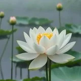 Featured image of post 【佛经语录】《自在王菩萨经》：如何得慧自在、无碍智？