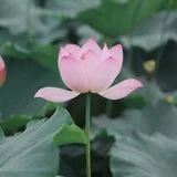 Featured image of post 【孝亲报恩专题法语】为佛弟子，如何孝顺？
