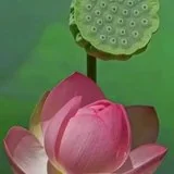 Featured image of post 【孝亲报恩专题法语之十五】父慈母悲恩几许？