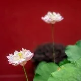Featured image of post 【孝亲报恩专题法语之十八】孝顺父母与不孝父母的果报差别