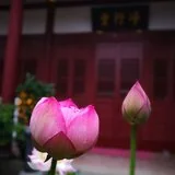 Featured image of post 【学佛行仪之居士疑问】买花供佛时夹杂着花苞及刚开之花，可以吗？