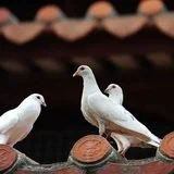 Featured image of post 【学佛行仪之敬法篇】 白鸽听经，转世成高僧！