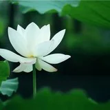 Featured image of post 【彼岸花开】 吾人生死关头，惟二种力！