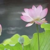 Featured image of post 【彼岸花开】但得见弥陀，何愁不开悟？