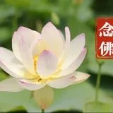 Featured image of post 【彼岸花开】夏至劝念佛：夏至虔诚念佛陀，虎溪远祖种莲荷！