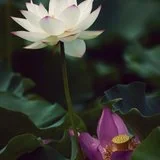 Featured image of post 【彼岸花开】如是念佛，无业障不消，无福慧不足！