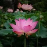 Featured image of post 【彼岸花开】省庵大师：念佛无难事，所难在一心！