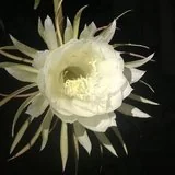 Featured image of post 【戒香普熏】《 优婆塞戒经》：持戒者乃芬陀利花！