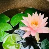 Featured image of post 【戒香普熏】 受持六十五种禁戒，功德无尽！（一）