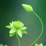 Featured image of post 【戒香普熏】《 大宝积经》：持戒常不远离四种妙法！