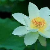 Featured image of post 【戒香普熏】《 大宝积经》：菩萨行清净戒时，具有十种极重深心！