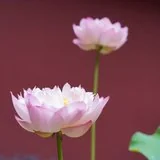Featured image of post 【戒香普熏】《受十善戒经》：此名涅槃路，诸佛之所行！
