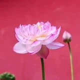 Featured image of post 【戒香普熏】《大萨遮尼乾子所说经》:有十二种持戒，得大利益！