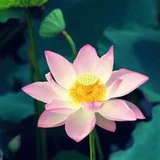 Featured image of post 【戒香普熏】断无义语，得四种果报！