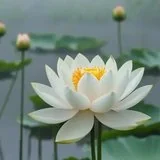 Featured image of post 【戒香普熏】蕅益大师：欲悟即心即佛，须是持戒念佛！