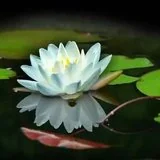 Featured image of post 【戒香普熏】达摩祖师：如何成就三聚净戒?