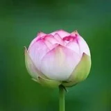 Featured image of post 【戒香普熏】《集一切福德三昧经》：云何菩萨摩诃萨净戒庄严？