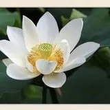 Featured image of post 【持戒法语】持净戒者，于诸众中而为第一、最高、最上！