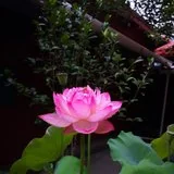 Featured image of post 【法讯】灵石律寺明日将启建2019冥阳两利盂兰盆中元孝亲报恩法会
