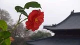 Featured image of post 【灵石剪影】灵石律寺新春三千佛洪名宝忏之虔诚献供篇