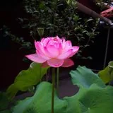 Featured image of post 【灵石法讯】本寺新圆寂妙林老师父追思法会时间安排