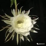 Featured image of post 【甘露法语】净界法师：唯一的机会就是今生！