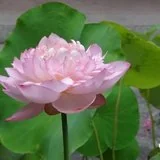 Featured image of post 【祖师开示】莲池大师：何为信、愿、行？
