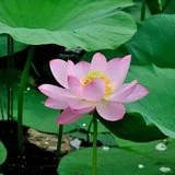 Featured image of post 【般若明灯】净界法师：人生只是一个客人！
