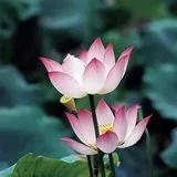Featured image of post 【般若明灯】净界法师：修行如何能保持精进，道心坚固？