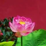 Featured image of post 【般若明灯】净界法师：善用其心，就能掌握未来！
